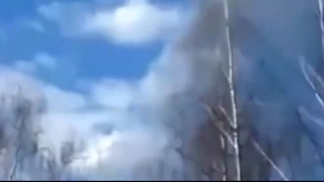 кот на дереве смотреть онлайн