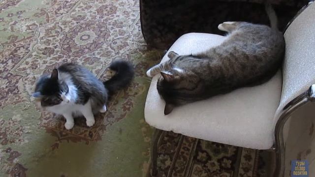 Котя Дон Жуан смотреть онлайн