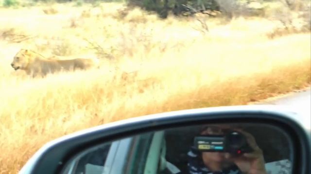 📹 Львы натыкаются на щенков диких собак, занятых перемещением логова смотреть онлайн