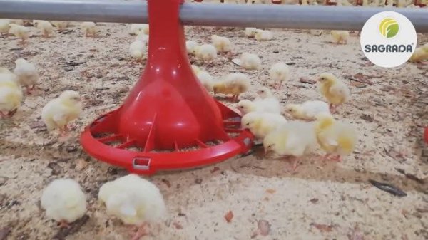 Автоматическая кормушка для цыплят бройлеров | Оборудование SAGRADA