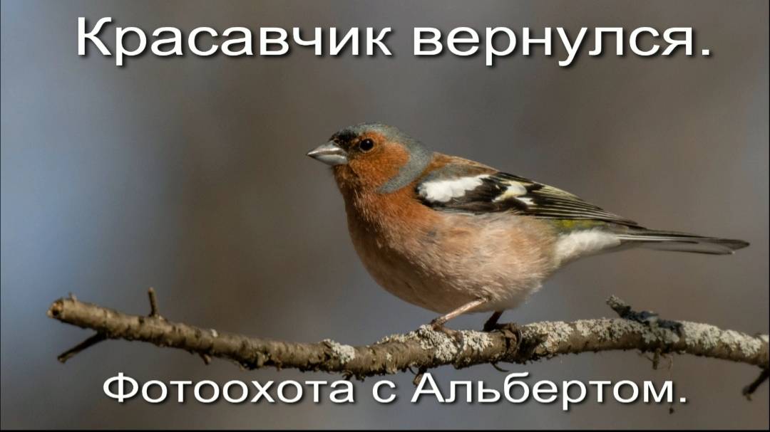 Фотоохота с Альбертом. Красавчик вернулся.