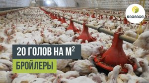 Птичник с плотностью посадки бройлеров 20 голов на м² | Оборудование SAGRADA