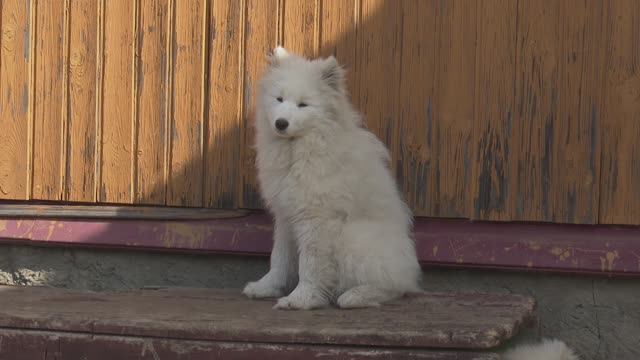 Известия. Владимир: Друзья в доме - Семья самоедов