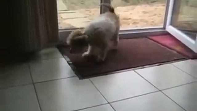 Собака вытирает лапы смотреть онлайн