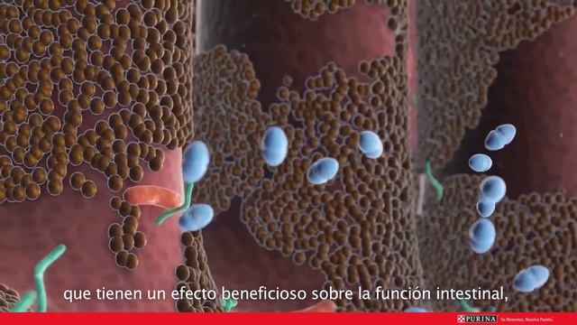 Mecanismo de acción probiótico FortifFlora | Purina Vet Center ES смотреть онлайн