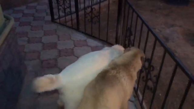 Каракене. Внук Каракене Байрак... смотреть онлайн