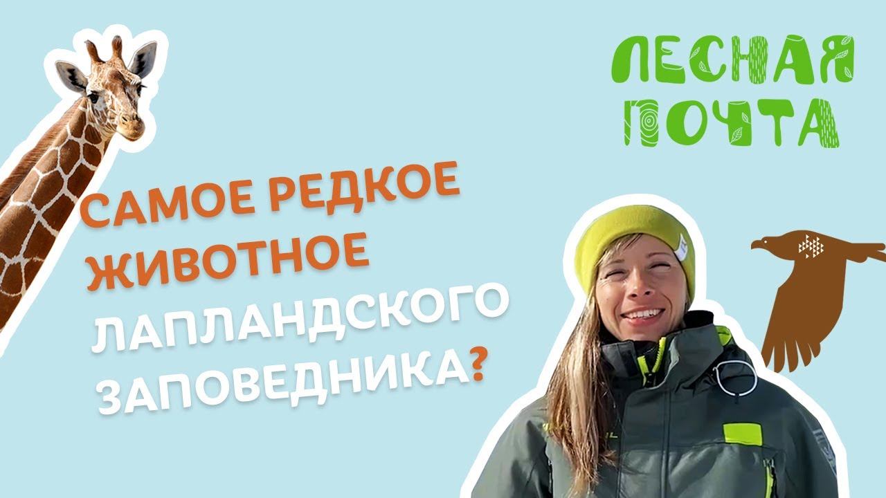 Лесная Почта — Какое животное самое редкое в Лапландском заповеднике? Мария Каримова смотреть онлайн