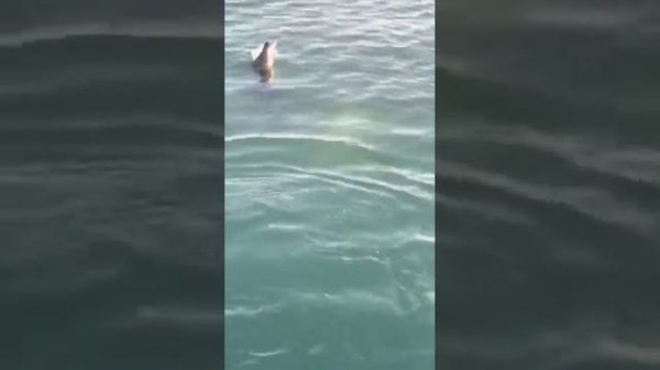 Дельфины камчатки