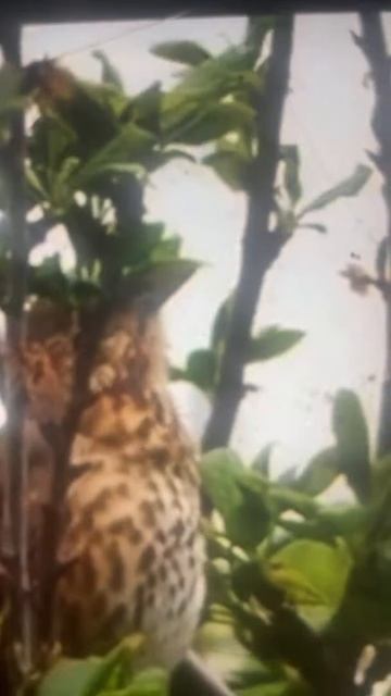 Mistle Thrush смотреть онлайн