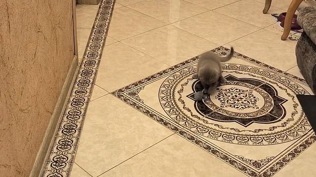 Шотландская вислоухая девочка. смотреть онлайн