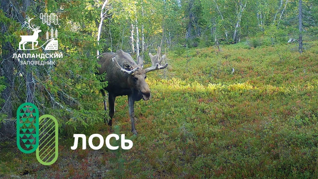 Лось. Фотоловушка Лапландского заповедника смотреть онлайн