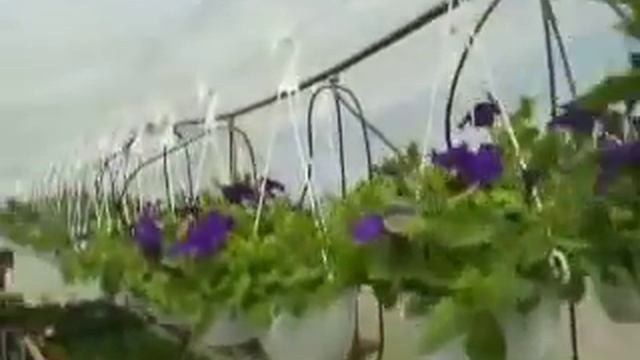 Sera flora mixt 1 смотреть онлайн