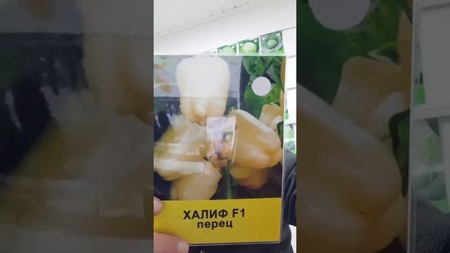 Интересные факты о семенах и небольшой обзор сортов. смотреть онлайн
