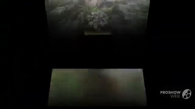 Pritchardia - garden plants смотреть онлайн