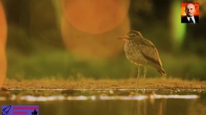 Дикая природа Африки – 4.