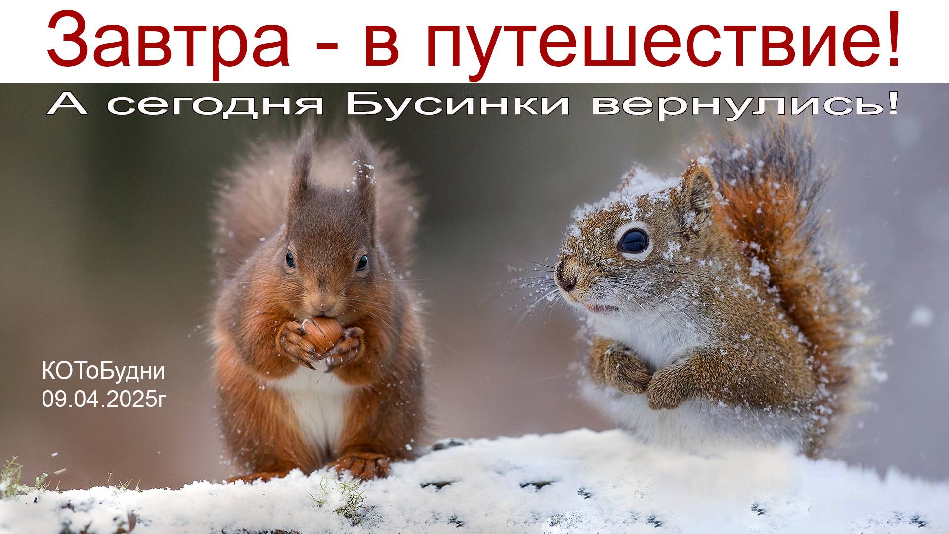 Завтра начинается Новое Путешествие, а сегодня вернулись наши Белочки или КОТоБудни от 09.04.2025г смотреть онлайн