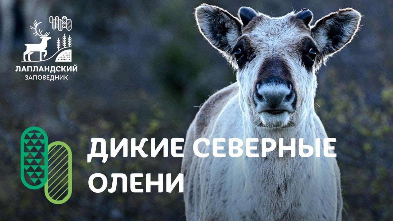 Посреди стада дикого северного оленя. Лапландский заповедник смотреть онлайн