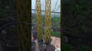 Пробуем плести деревья из ивы #сад #садоводство #блогсенцова