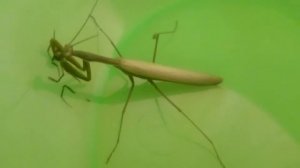 бАгАмол и паучЁк продолжение