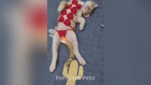 😍 Самые смешные видео с котами и собаками 2025 😹🐈 ч.2