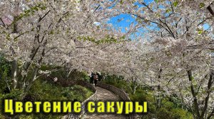 Крым, ПИК ЦВЕТЕНИЯ БЕЛОЙ САКУРЫ в Японском саду. Винный парк. Курортный комплекс "Мрия" в Понизовке