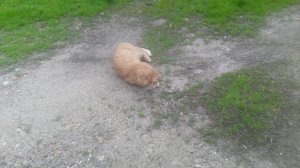 Рыжый котик и кошечка  1 сезон 2 серия