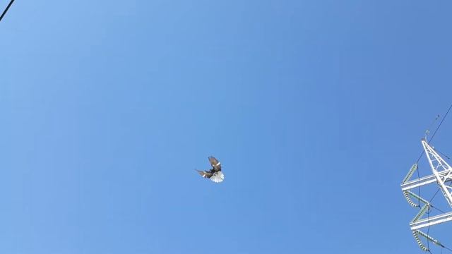 Пискуны ещё сыроваты. смотреть онлайн