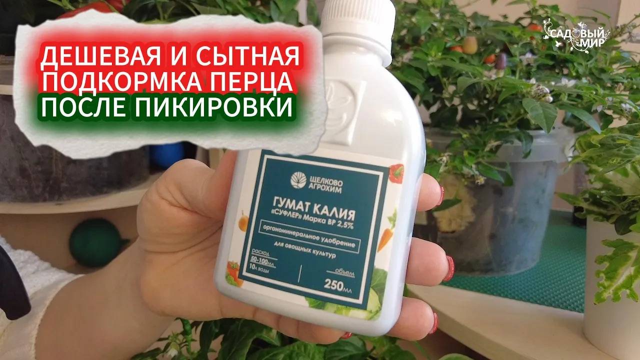 ПЕРВЫЕ ПОДКОРМКИ ПЕРЦЕВ ПОСЛЕ ПИКИРОВКИ - ГРАФИК. ГУМАТ КАЛИЯ - ПРОСТАЯ И ЛУЧШАЯ ПОДКОРМКА ДЛЯ ПЕРЦА