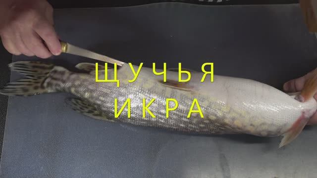 Щучья икра смотреть онлайн