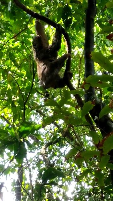 Three-toed sloth coming up in a tree with a baby on her belly смотреть онлайн
