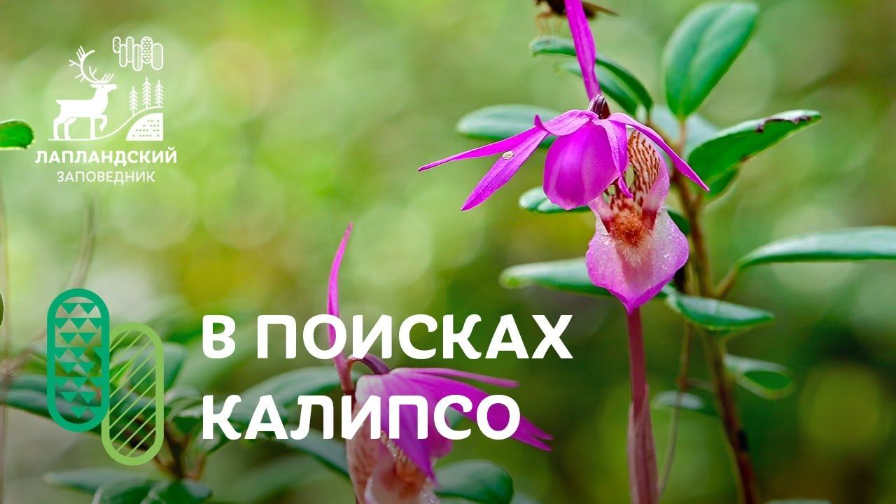 В поисках орхидеи Калипсо. Лапландский заповедник смотреть онлайн
