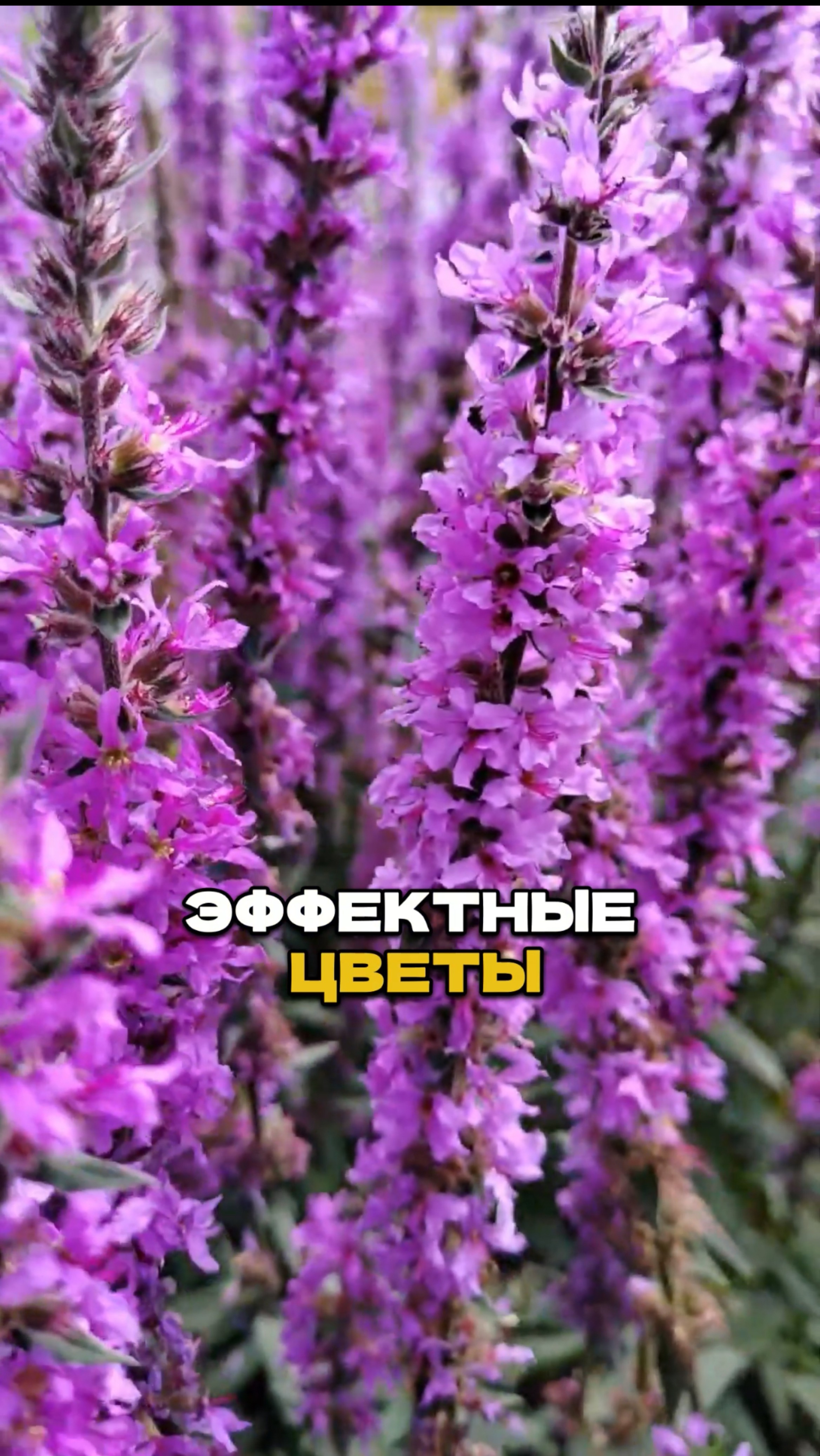 Цветут всё лето — и почти без ухода!🌺 смотреть онлайн