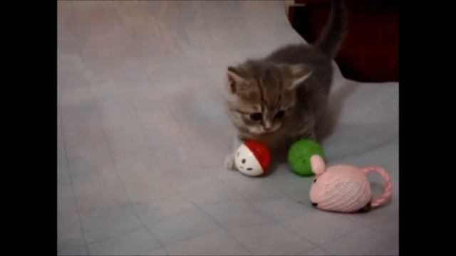 Голубая пятнистая девочка Продажа. смотреть онлайн