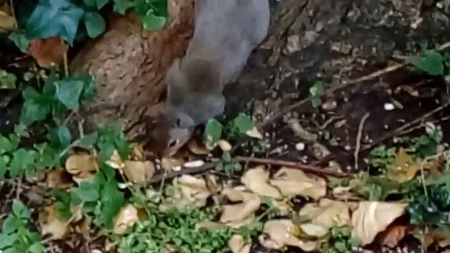 LOTS of Squirrels🌰in Victoria Park🌳Waterloo,Liverpool,England🌳🌰⛅ 26/06/23 смотреть онлайн