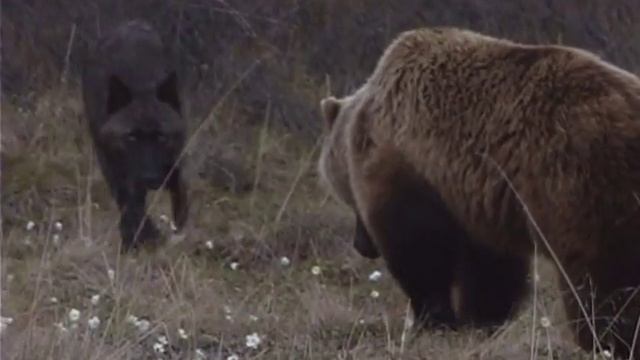 Alaskan Wolf and Grizzly Bear смотреть онлайн