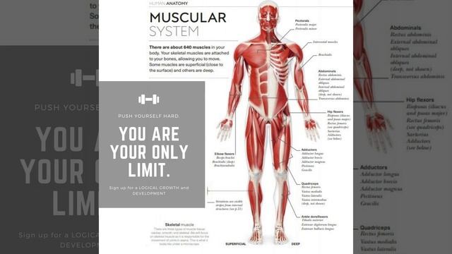 Muscular Fitness for Men/Women | Health | Logical Growth and Development смотреть онлайн