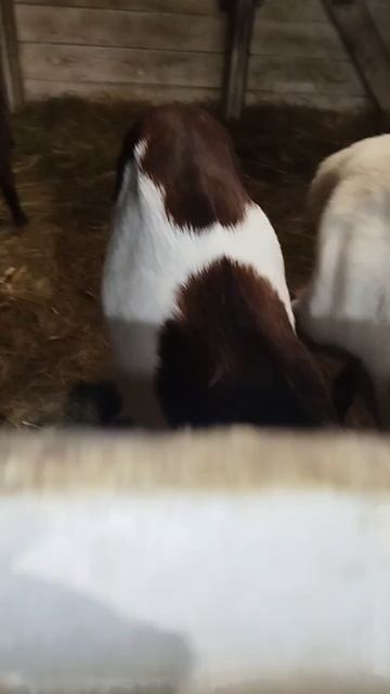 Фасоль родила козлят смотреть онлайн