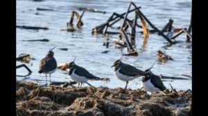 9 апреля - Матрена Настовица, Полурепица. Народные традиции и приметы