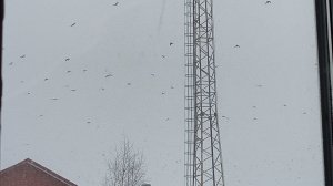 Подумала о тебе и пошёл снег 🌨️🌧️и птиц я столько видела в первые 😱