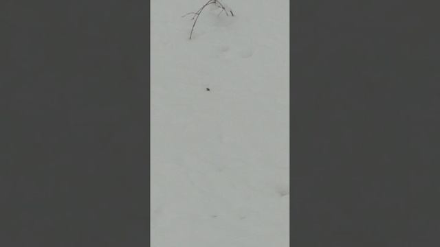 Зяблик в зимнем апрельском лесу 08.04.2025 #shorts смотреть онлайн