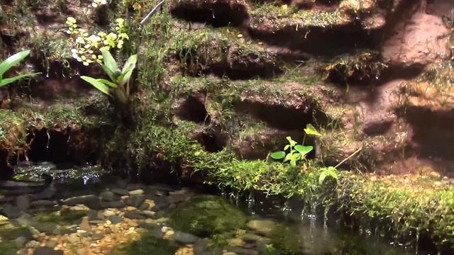 Another Paludarium Update смотреть онлайн