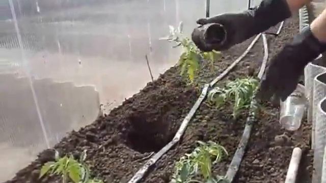 Выращивание рассады томатов и высадка в теплицу. 17.04.2016 смотреть онлайн