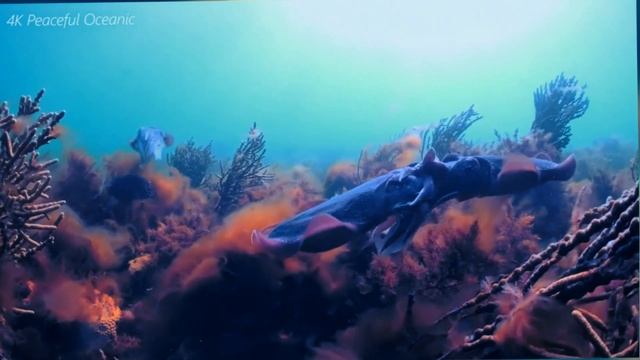 Relax with a cuttlefish in the water world смотреть онлайн