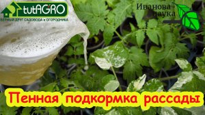 ВСЕ ТОЛСТЕЮТ ОТ ЭТОЙ ПОДКОРМКИ: стебель, толстые листья, коренастая рассада - всё как вы хотите.