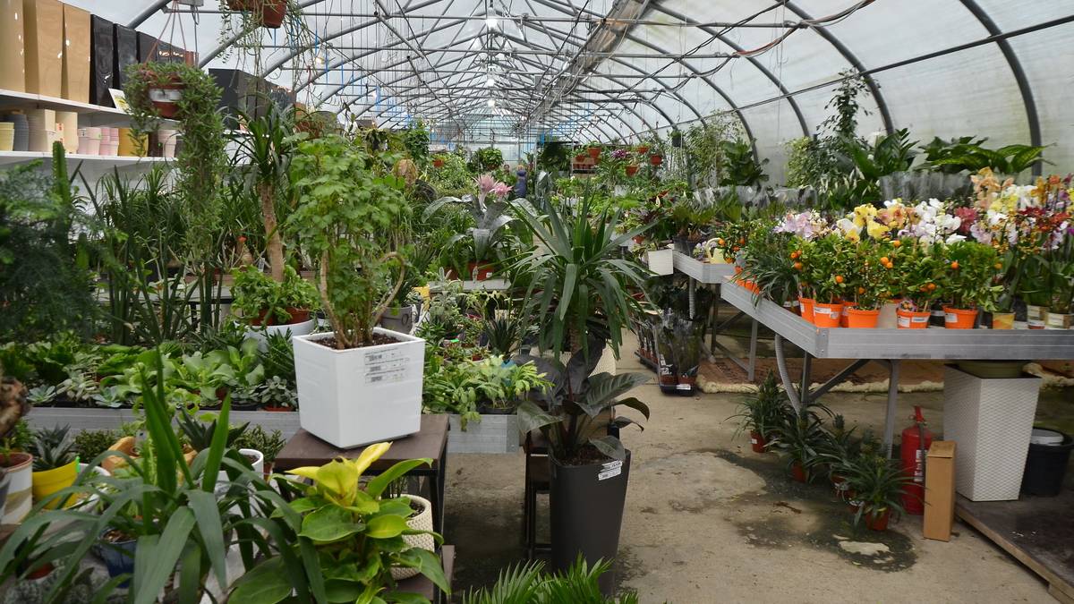 Комнатные растения из Европы