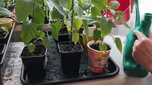 Нашатырный спирт для роста рассады перца