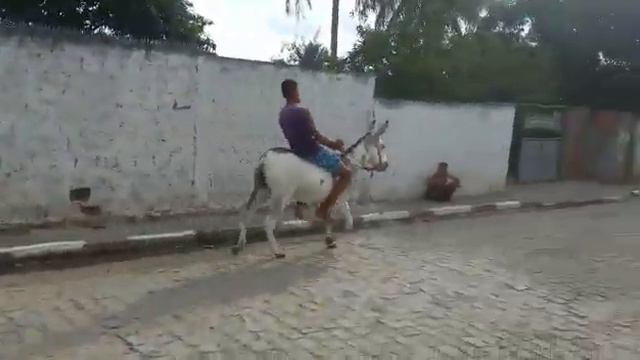Jumenta Pampa De Macha Picada Todos Decendentes Pampa E De Macha Picada смотреть онлайн