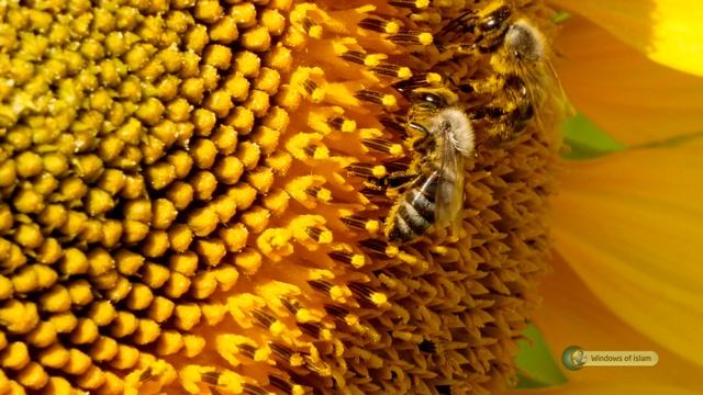 Scientific Miracles of the Quran #8 : Femininity and Masculinity in Plants смотреть онлайн