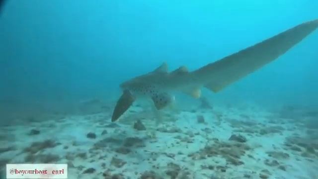 Heartbreak as rare shark sells for BD20 смотреть онлайн