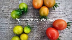 Любимые сорта от Freshtomat. Часть 1. Черри
